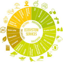 The concept of ecosystem services: European experience